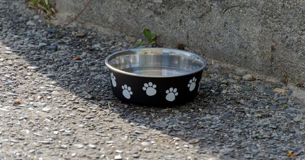 Black dog bowl with white paw prints on it
